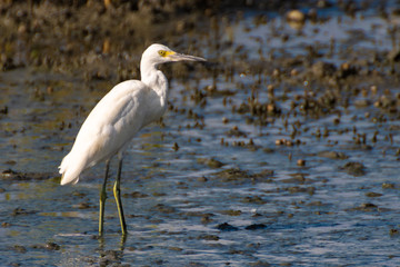 Egret