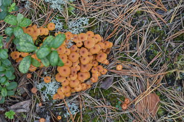 Orange mushrooms surrounded by other small plants and pine needles in the forest