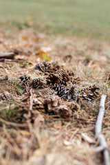 Natur Landschaft Kiefer Kiefernadel 