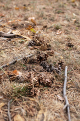 Natur Landschaft Kiefer Kiefernadel 