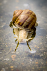 Snail crawling through water on concrete after rain. Close up of snail in water