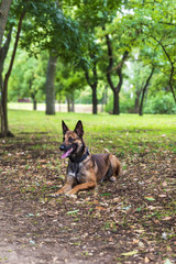 Belgian Shepherd Malinois sitting on the green grass