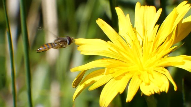Hoverflly visiting a flower (family Asteraceae) growing in a clearing. In montane rainforest growing on the western slopes of the Andes near Mindo, Ecuador