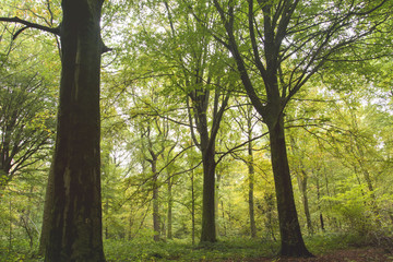 Fototapeta premium Beech trees forest at the end of the summer