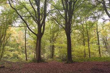 Two beech trees in an autumnal woodland