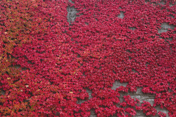 Wall covered by red climbing vine in autumn