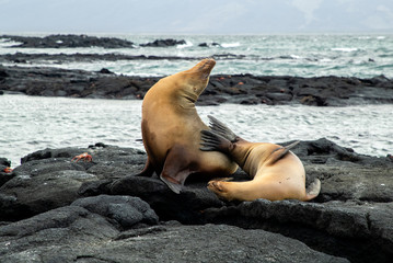 Galapagos Seals sunning on the rocks with ocean in the background