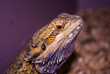 Bearded dragon