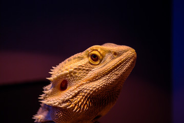 Bearded dragon