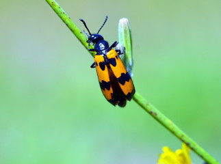 Oranger Käfer auf einem Grashalm