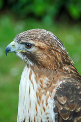 Bird of pray