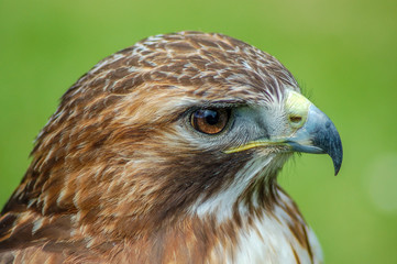 Bird of pray