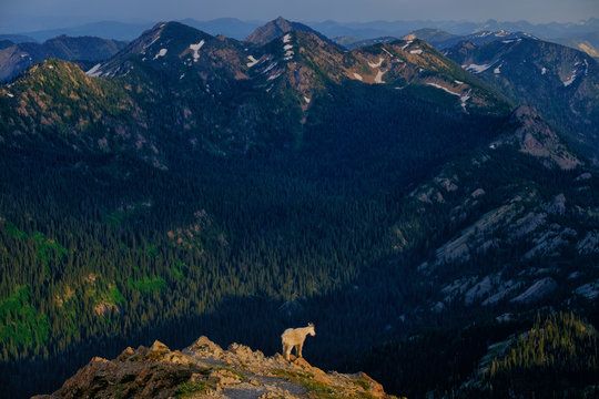 A mountain goat stands atop a peak in western Montana's Swan Range