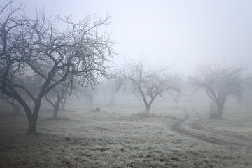 winter / autumn background /  foggy frozen garden 