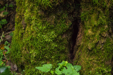 texture of moss on tree stump