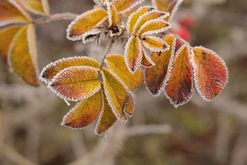 Fototapeta premium autumn background/ frozen rosehip