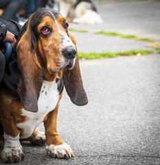 brown Basset Hound sits on the asphalt