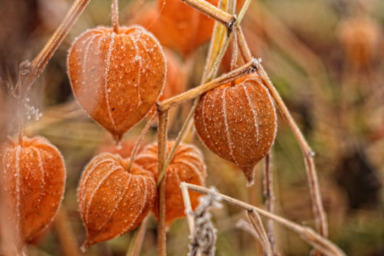 autumn thanksgiving background with physalis , autumn leaves 