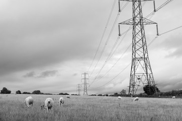 Fototapeta na wymiar Sheep grazing by electricity pylons in black and white. Photo taken in Cotswold, England