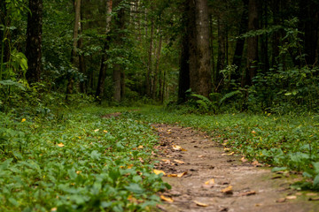 forest pathway leading to the forest (horizontally)