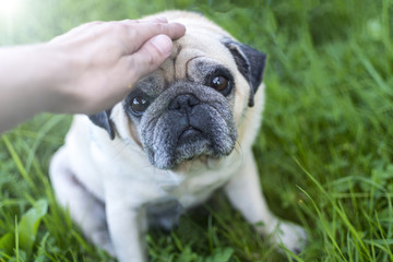 Obraz premium hand of a man caresses a dog