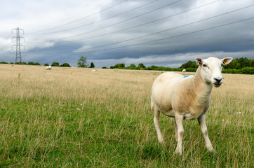 Fototapeta premium Sheep with grass in its mouth in the countryside by electricity pylons. Photo taken in the Cotsworld