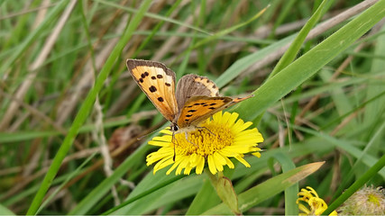 butterfly on flower