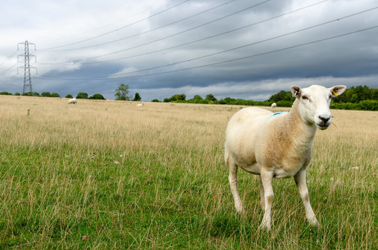 Sheep with grass in its mouth in the countryside by electricity pylons. Photo taken in the Cotsworld