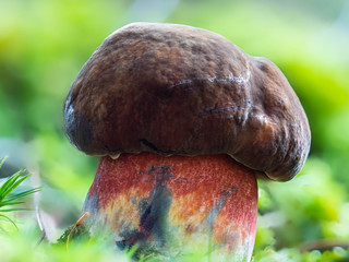 Flockenstieliger Hexenröhrling