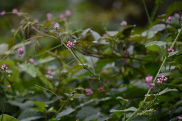 Persicaria senticasa flowers