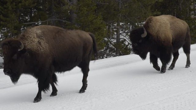 Buffalo walking on a snowy path