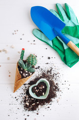 Cactus in the ice cream cone with gardening tools on white background