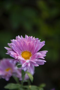 FLOWERS - purple chrysanthemum