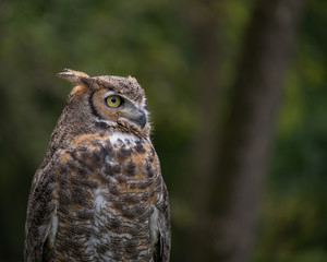 Profile of a watchful great horned owl in front of a blurred green forest background