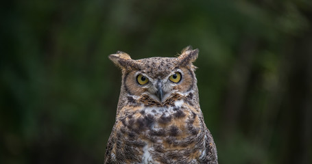 A great horned owl looks straight at the camera with a blurred green forest background