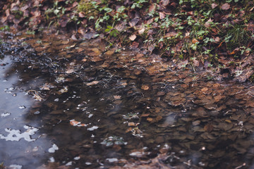 Naklejka na ściany i meble autumn leaves on water