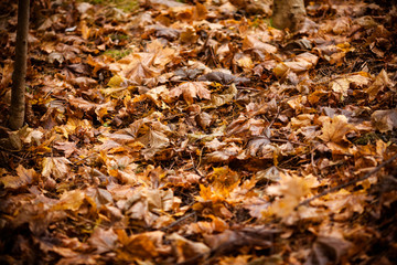 autumn leaves on ground