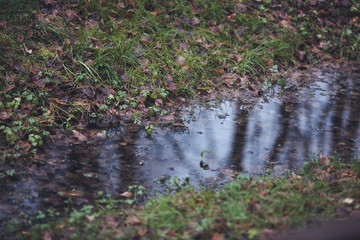 stream in the forest