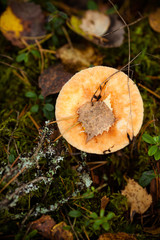 mushroom in forest