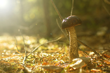 Forest mushrooms. birch mushroom. aspen mushroom.