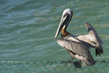 Pelican on the pier