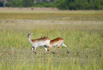 Lechwe Antilope