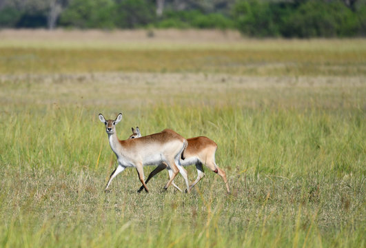 Lechwe Antilope