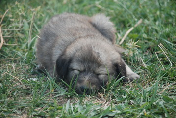 Puppy Sleep