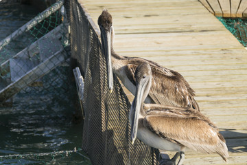Pelican on the pier