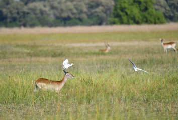 Lechwe Antilope
