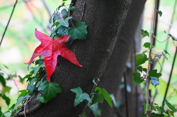 Ein h&uuml;bsches rotes Blatt an einem Baum im Herbst