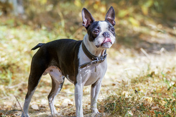 dog breed Boston Terrier stands in the autumn forest, bending his tongue on his nose