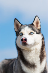 Siberian Husky  husky, siberian, dog, white, isolated, beautiful, beach, blue, wolf, young, pool, female, background, alaskan, cute, face, animal, happy, looking, eyes, sand, mammal, pet, huskies, fri