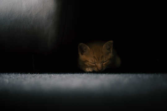 Asger the Cat